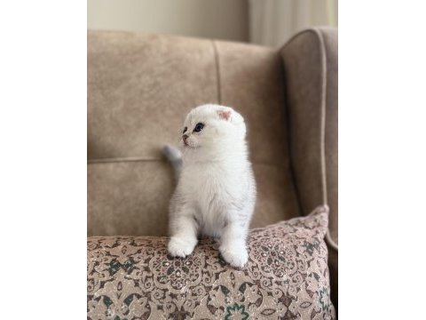 Full şecereli anne babanın premıum scottish fold bebeği