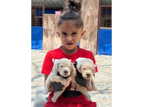 Sevimli golden retriever yavruları