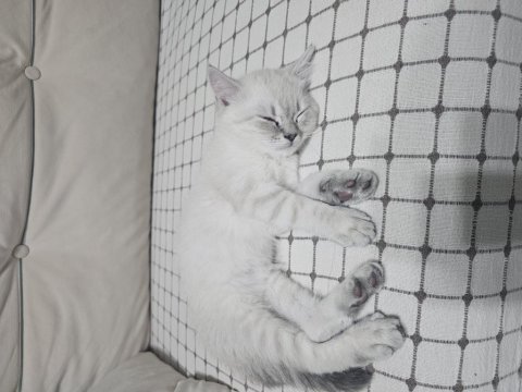 Eğitimli british shorthair