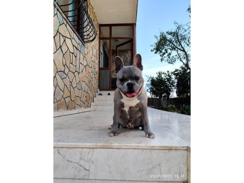 French bulldog oğluma eş arıyorum