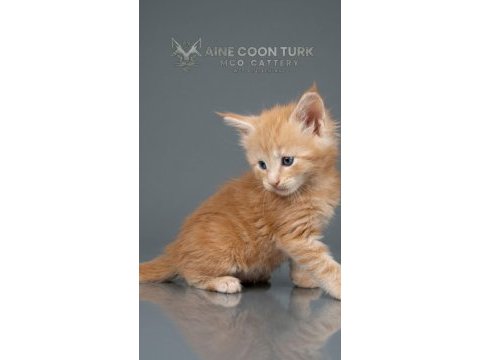Maine coon türk - mco cattery