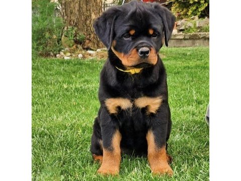 Rottweiler safkan