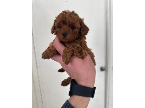 Kore poodle yavrular