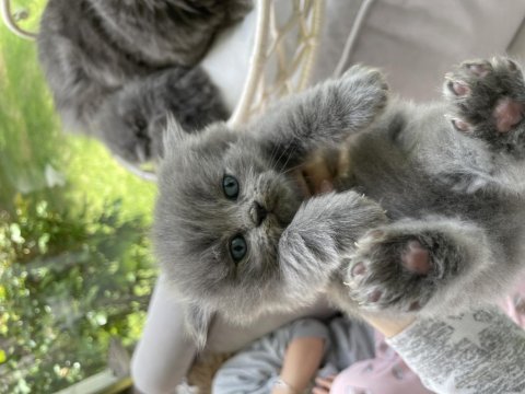 1 aylık british longhair yavrular