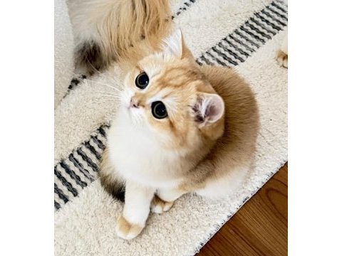Şecereli british shorthair golden ny12 erkek yavru