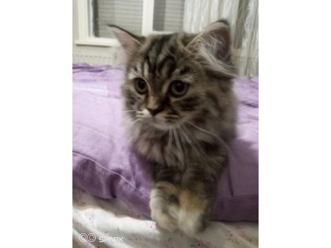 2 aylık iki adet yavrumuz sahiplendirilecek