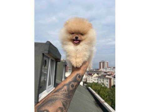 Ayı surat pomeranian yavrular korekan