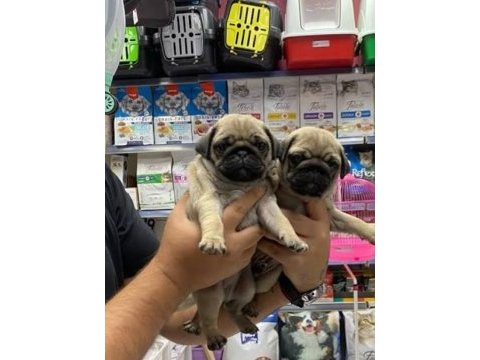 Irk ve sağlık garantili pug yavrular