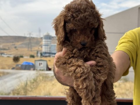 Redbrown kore toy poodle yavrularmız