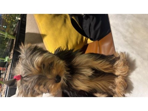 Yorkshire terrier 4-5 aylık