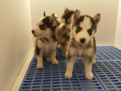 Husky sibirya yavruları
