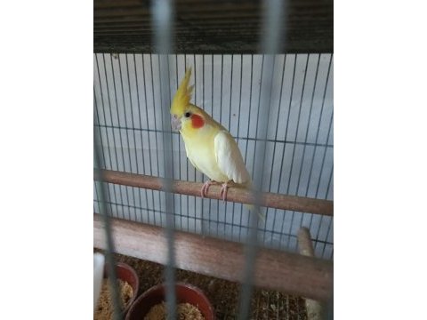 Balıkesir sultan papağanı 4 aylık