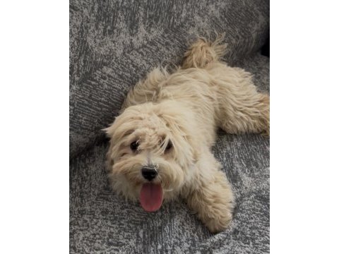 Maltipoo 6 aylık dişi yavrumuz yeni yuvasını arıyor