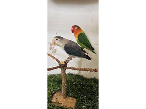 Cennet papağanı eşli