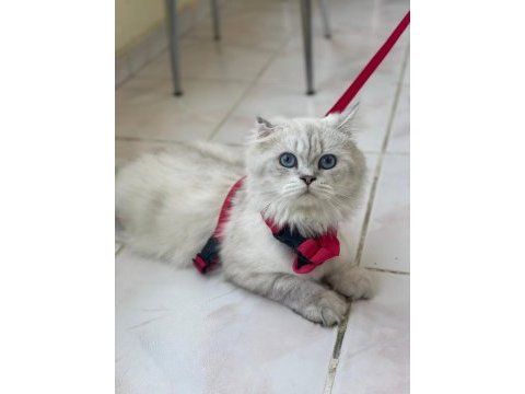 Safkan ırk british long hair 1 yaşında erkek