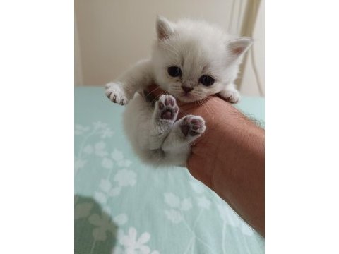 Bluepoint bebişler british shorthair