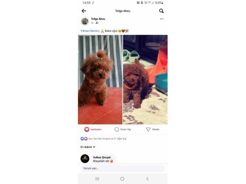 Kore yavrusu a kalite teacup red brown toy poodle yavrular
