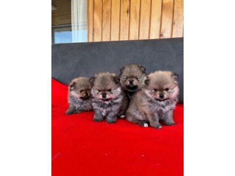 Erkek dişi pomeranian yavrular