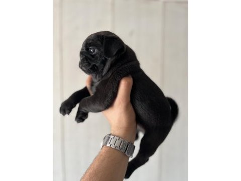 Erkek pug mops yavrusu