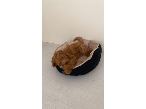 3 aylık maltipoo