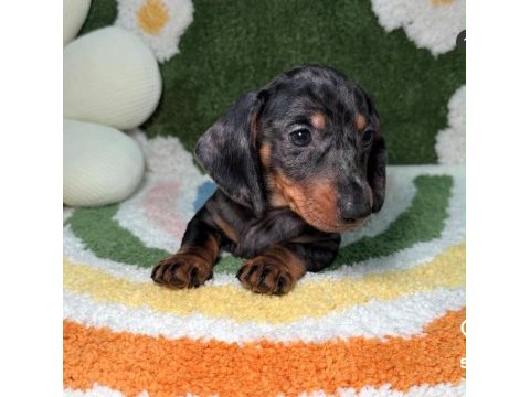 Özel üretim miniature dachshund yavrular