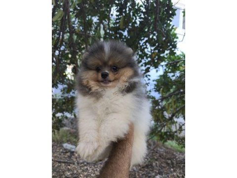 Pomeranian bebek suratımız yeni yuvasını arıyor
