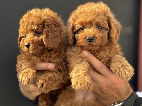 Petmode köpek çiftliğinden toy poodle yavrular