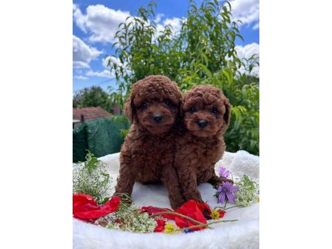 Irk sağlık kilo garantili red toy poodle yavrular
