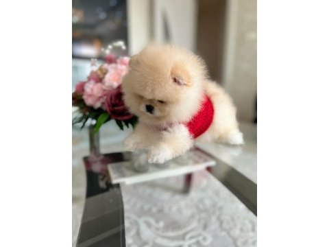 En üst kalite, a klass, ayı surat pomeranian