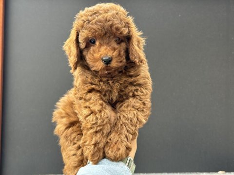Yasal işletmeden ziyarete açık safkan toy poodle