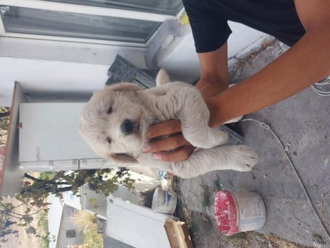 Golden retriever bebek