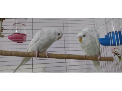Damızlık kırmızı göz saf kan albino muhabbet kuşu