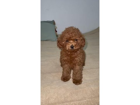 Anne 2700 baba 210 kg orjinal toy poodle kore kan