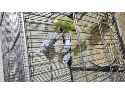 Bebek muhabbet kuşu yavrular