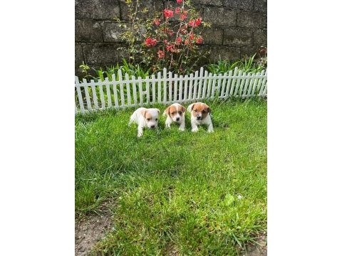 Jack russell minnikler