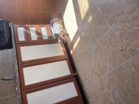 4 erkek yetişkin biri gümüş 3 brown 5 yetişkin dişi bengal
