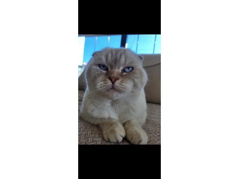 3.5 yaşında scottish fold