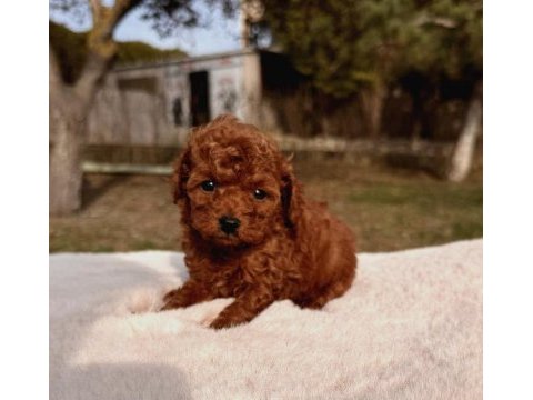 Kore kan erkek poodle bebeklerimiz