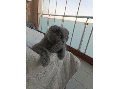Scottish fold 7 aylık oğlumuz yeni evini arıyor