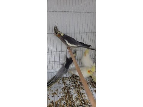 Yeni yeme düşmüş sultan papağanları