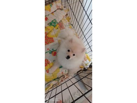 4 aylık pomeranian boo