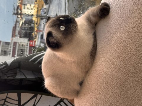 Scottish fold kısır değildir