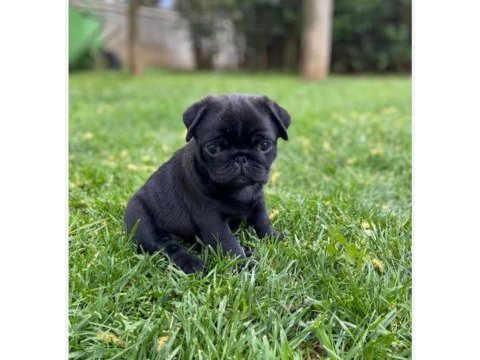 Neşeli enerjik sevimli pug