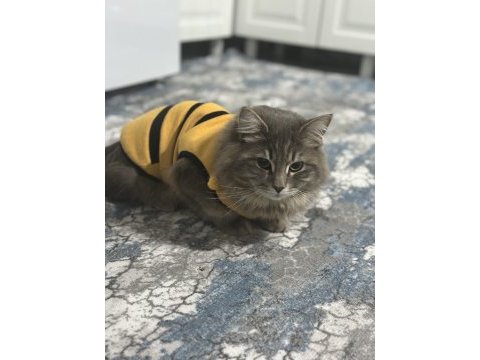 Kedimi sahiplendirmek istiyorum tüm her şeyi ücretsiz