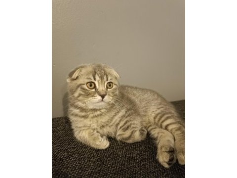 Güzel scottish fold kızım yeni yuvasını arıyor
