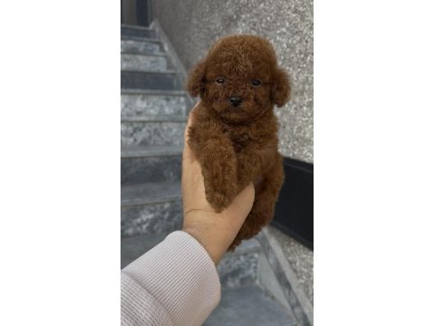 Orjinal poodle yavrular