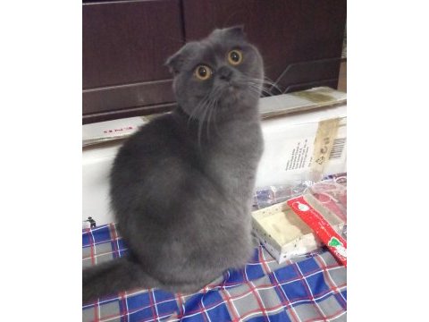 Scottish fold dişi