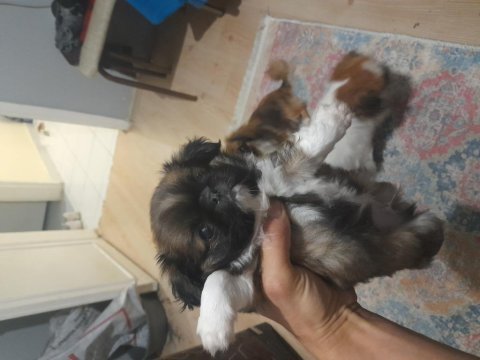 45 günlük pekinez mama yiyor erkek safkan