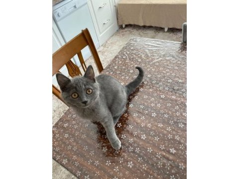 British shorthair 3 aylık sahibinden