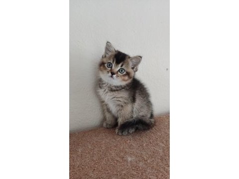 British shorthair blackgolden dişi